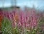 Muhlenbergia capillaris image