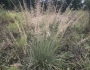 Muhlenbergia lindheimeri image