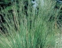 Muhlenbergia montana image