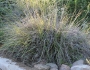 Muhlenbergia rigens image