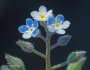 Myosotis laxa image