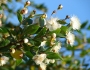 Myrtus communis image