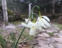 Narcissus triandrus image