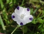 Nemophila maculata image