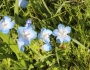 Nemophila menziesii image