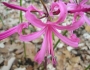 Nerine bowdenii image