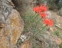 Nerine sarniensis image