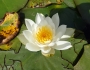 Nymphaea odorata image