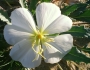 Oenothera deltoides image