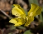 Oenothera primiveris image