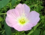 Oenothera speciosa image