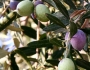 Olea europaea image