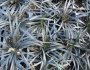 Ophiopogon planiscapus image