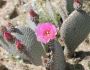 Opuntia basilaris image