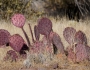 Opuntia macrocentra image