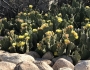 Opuntia microdasys image