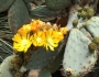 Opuntia robusta image