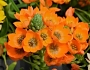 Ornithogalum dubium image