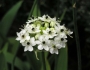 Ornithogalum saundersiae image