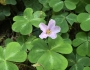 Oxalis oregana image