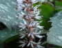 Pachysandra procumbens image