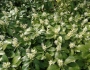 Pachysandra terminalis image