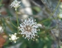 Palafoxia integrifolia image