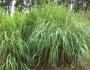 Panicum virgatum image