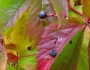 Parthenocissus vitacea image