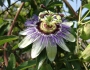 Passiflora caerulea image