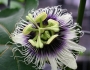 Passiflora edulis image