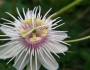 Passiflora foetida image