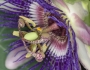 Passiflora incarnata image