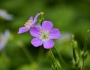 Geranium maculatum image