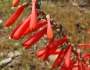 Penstemon centranthifolius image