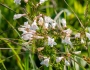 Penstemon digitalis image