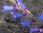 Penstemon heterophyllus image