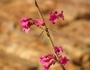 Penstemon parryi image