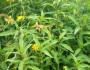 Persicaria punctata image