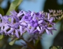 Petrea volubilis image