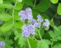 Phacelia congesta image