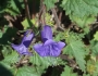 Phacelia minor image