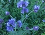 Phacelia tanacetifolia image