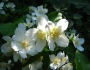 Philadelphus lewisii image