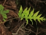 Phlebodium aureum image