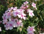 Phlox paniculata image