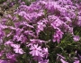 Phlox subulata image