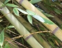 Phyllostachys aurea image