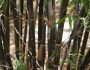 Phyllostachys nigra image