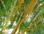 Phyllostachys vivax image